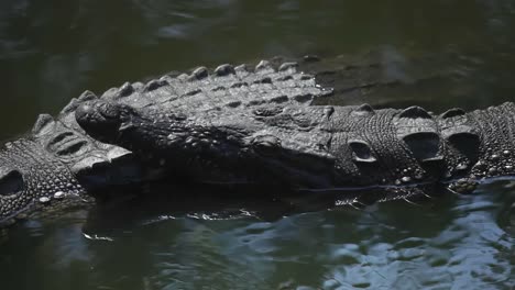Crocodiles-05