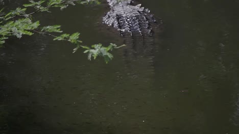 Krokodile-08