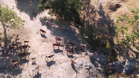 Eine-Ausgezeichnete-Luftaufnahme-Von-Longhorn-Rindern,-Die-Auf-Eine-Ranch-Zulaufen