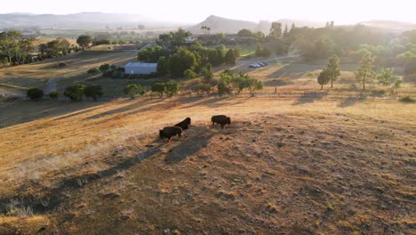 An-Excellent-Aerial-Shot-Pulls-Away-From-Bison-In-San-Luis-Obispo-California