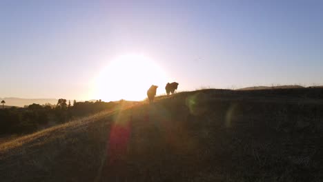 An-Excellent-Aerial-Shot-Of-Bison-At-Sunset-In-San-Luis-Obispo-California