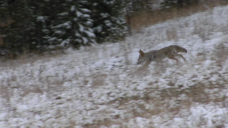 Ein-Kojote-Huscht-Im-Winter-über-Ein-Verschneites-Feld