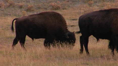 Búfalos-Pastan-En-El-Parque-Nacional-De-Yellowstone,-Wyoming