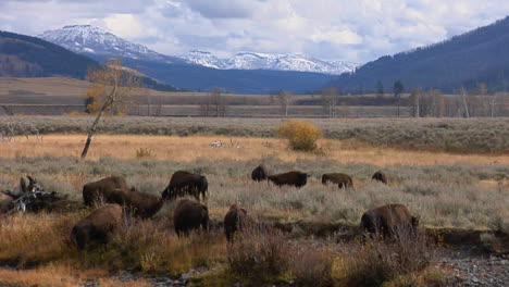 Búfalos-Y-Bisontes-Pastan-En-El-Parque-Nacional-De-Yellowstone,-Wyoming