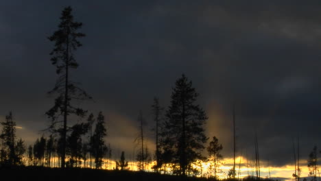 Bäume,-Die-Einen-Wald-Im-Yellowstone-Nationalpark-überlebt-Haben,-Stehen-In-Silhouette