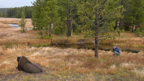 A-Man-Photographs-A-Bison-At-Yellowstone-National-Park