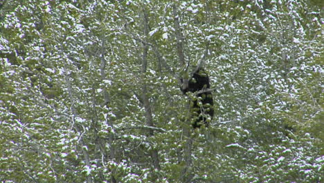 A-Black-Bear-Climbs-To-The-Top-Of-A-Pine-Tree-In-Yellowstone-National-Park