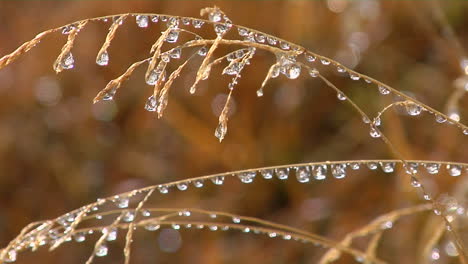Heavy-Dew-Drips-From-A-Grain-Of-Wheat