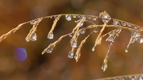 Heavy-Dew-Drips-From-A-Grain-Of-Wheat-1