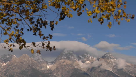 Autumn-Leaves-Rustle-In-The-Breeze-With-Cloud-Capped-Grand-Tetons-Set-Against-A-Blue-Sky