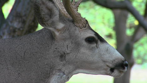 A-Buck-Mule-Deer-Licks-His-Mouth-As-He-Chews-Some-Food