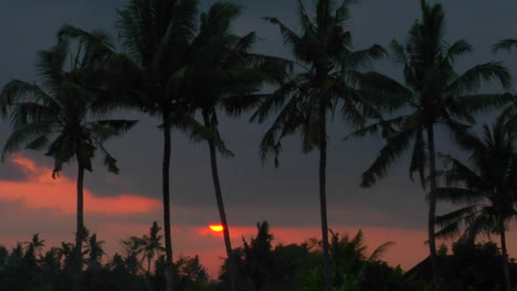 Palm-Trees-Stand-High-In-The-Orange-And-Red-Sky