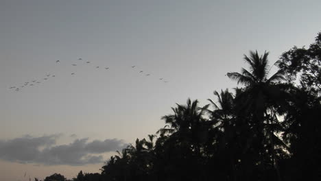 Palm-Trees-And-A-Flock-Of-Birds-Are-High-In-The-Sky-1