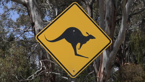 A-Kangaroo-Cross-Road-Sign-Stand-Near-Trees-2