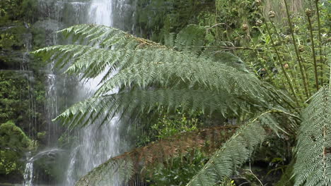Farne-Wachsen-In-Einem-Regenwald-Mit-Einem-Wasserfall-Im-Hintergrund