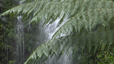 Farne-Wachsen-In-Einem-Regenwald-Mit-Einem-Wasserfall-Im-Hintergrund