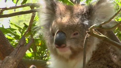 Ein-Koalabär-Schaut-Aus-Einem-Eukalyptusbaum-Und-Kratzt-Sich-Am-Juckreiz