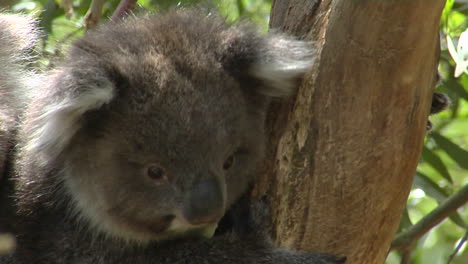 Ein-Koala-Klettert-Auf-Einen-Eukalyptusbaum-In-Australien-Aus