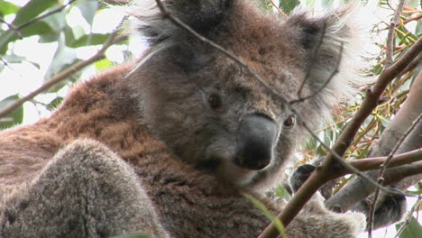 Ein-Koalabär-Sitzt-In-Einem-Baum-2