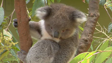 A-Koala-Bear-Sits-In-A-Eucalyptus-Tree-In-Australia