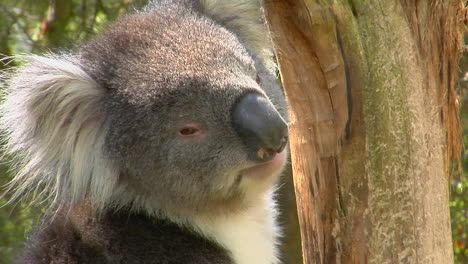Ein-Koalabär-Dreht-Seinen-Kopf-Und-Schaut-Sich-Um,-Während-Er-Auf-Einem-Baum-Sitzt