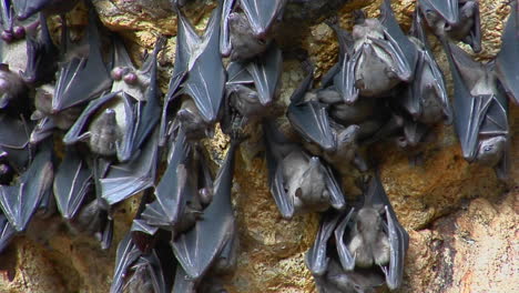Bats-Hang-On-A-Wall-At-The-Pura-Goa-Lawah-Temple-Or-The-Bat-Cave-Temple-In-Indonesia