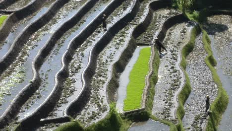 Farm-Workers-Hoe-In-Terraced-Rice-Fields