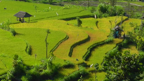 Eine-Brise-Weht-Durch-Eine-üppige-Terrassierte-Reisfarm
