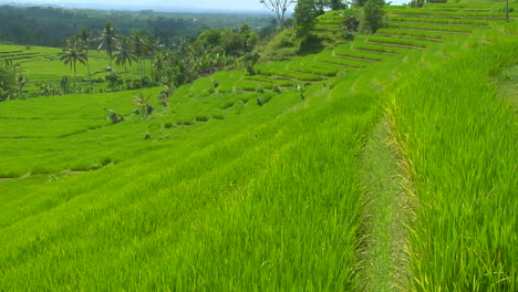 A-Breeze-Blows-Over-A-Lush-Green-Terraced-Hill-On-A-Rice-Farm