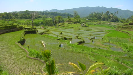 Reis-Wächst-Auf-Terrassierten-Feldern-In-Bali-Indonesien