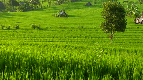 Eine-Brise-Weht-über-Einen-üppig-Grünen-Terrassenhügel-Auf-Einer-Reisfarm-1
