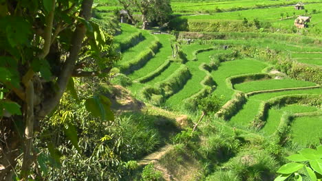 A-Terraced-Rice-Farm-Grows-Green-Fields