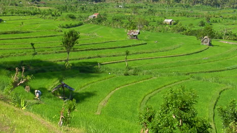 A-Terraced-Rice-Farm-Grows-Green-Fields-1