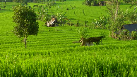 A-Terraced-Rice-Farm-Grows-Green-Fields-7