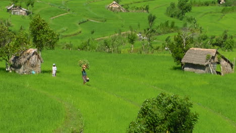Eine-Terrassierte-Reisfarm-Wächst-Grüne-Felder-9