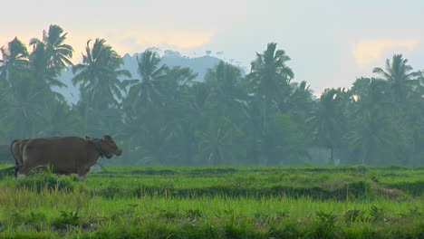Ein-Mann-Pflügt-Ein-Feld-Mit-Einem-Wasserbüffel-In-Den-Reisfeldern-Von-Bali-Indonesien