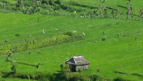 Wind-Weht-über-Eine-üppig-Grüne-Terrassierte-Reisfarm-1