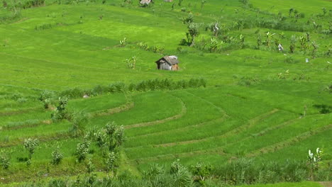 Wind-Blows-Across-A-Lush-Green-Field-Of-A-Terraced-Rice-Farm