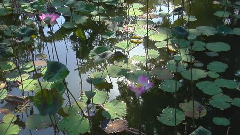 Water-Lilies-And-Lily-Pads-Float-In-A-Pond