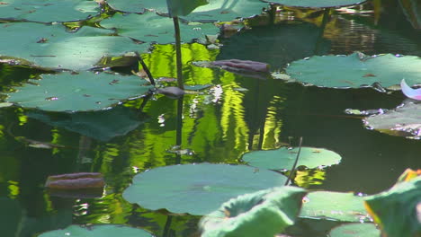 Ein-Blütenblatt-Schwimmt-An-Seerosenblättern-In-Einem-Teich-Vorbei