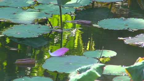 Ein-Blütenblatt-Schwimmt-An-Seerosenblättern-In-Einem-Teich-Vorbei-1