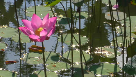 A-Waterlily-Bobs-In-A-Pond-1