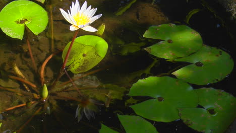 Eine-Lilie-Und-Seerosenblätter-Schwimmen-In-Einem-Teich