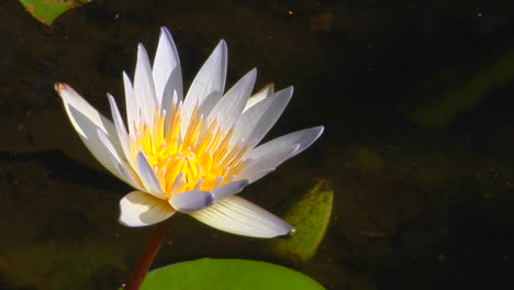 The-White-Petals-Of-A-Water-Lily-Extend-From-The-Yellow-Center