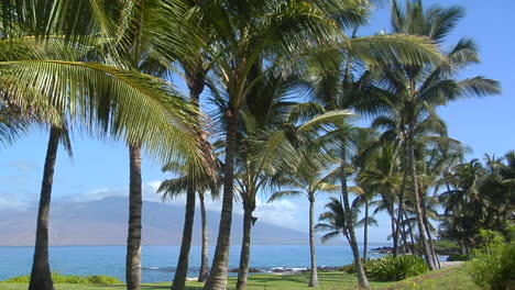 Wunderschöne-Palmen-Säumen-Einen-Tropischen-Strand-In-Hawaii