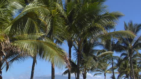 Panorámica-A-Través-De-Hermosas-Palmeras-Que-Bordean-Una-Playa-Tropical-En-Hawaii