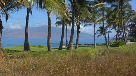 Una-Inclinación-Hacia-Una-Hermosa-Playa-Bordeada-De-Palmeras-En-Hawaii