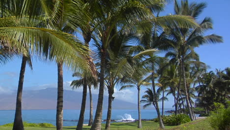Las-Palmeras-Crecen-A-Lo-Largo-De-Un-Hermoso-Tramo-De-Playa-En-Hawaii