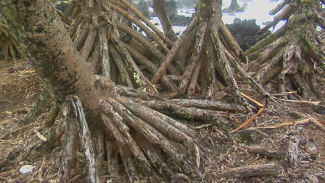 Ein-Langsamer-Schwenk-über-Die-Wurzeln-Von-Mangrovenbäumen-Mit-Dem-Ozean-Im-Hintergrund