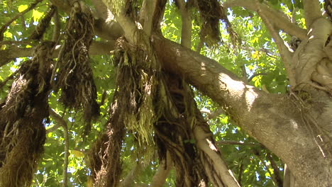 Ein-Langsamer-Schwenk-über-Das-Blätterdach-Eines-Riesigen-Mangrovenbaums